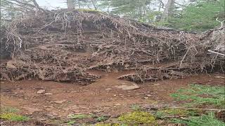 Devastating Hurricane Destroys Prime Honey Hole Hunting Spot [upl. by Petulah20]