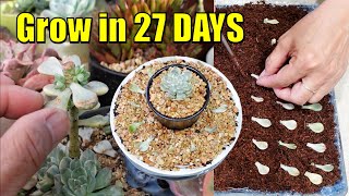 Propagate FAST Leaves amp Cuttings  Echeveria Tinkerbell Variegated [upl. by Ayikaz202]