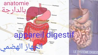 Anatomie et physiologie  appareil digestif [upl. by Bena]