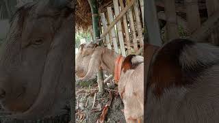 US Dappled Boer Goat  November 13 2024 [upl. by Alvy]