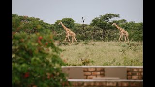 Namibia Waterhole Live Stream  Kambaku Wildlife Reserve [upl. by Yenettirb]