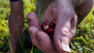 FCTV Exclusive Cranberry Picking [upl. by Inhsor]