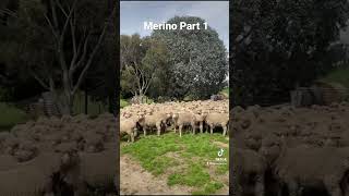 Brief description of Merino sheep [upl. by Uyr]