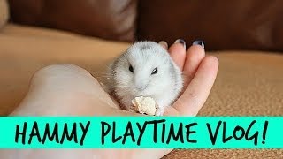 HAMMY PLAYTIME  Vlogs [upl. by Llerref]