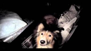 Sheepshead Bay Brooklyn Sheltie Hoarder Story [upl. by Daenis162]