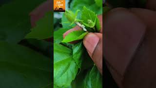 Terrace gardening Crossandra kanakambaram firecracker plant [upl. by Htiffirg38]