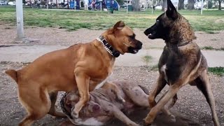 Cane Corso Breaks Up Belgian Malinois amp American Bully At Dog Park [upl. by Ramak]