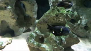 Introduction Cyprichromis Leptosoma Utinta [upl. by Chenay]