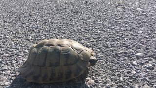 Hermanns tortoise Testudo hermanni   Greek tortoise [upl. by Lessur]