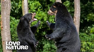 Orphaned Spectacled Bear and Male Form a Heartfelt Bond  Love Nature [upl. by Cynthy]