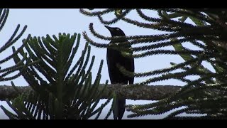 CANTO DEL ZANATE CARIBEÑOCARIB GRACKLEQuiscalus lugubris [upl. by Biddick547]