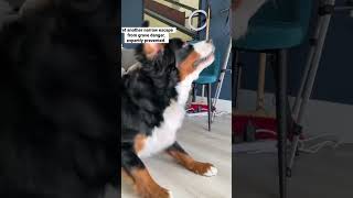 Bernese Mountain Dog saves owners lives [upl. by Esalb479]