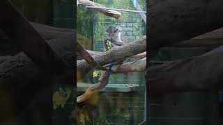 London Zoo camdenmarket zoo uk subscribe like shorts [upl. by Aeli]