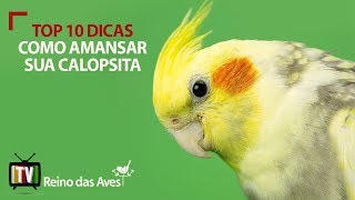 Top 10 dicas Como Amansar Calopsita [upl. by Earehs]