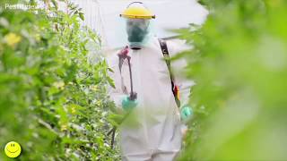 Aspersión del tomate con bomba de espalda Knapsack spraying tomatoes [upl. by Cinimod]