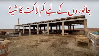 Low Cost Shed for animals  Cheap shed construction for animal Pakistan  Cattle farming Pakistan [upl. by Moulden725]