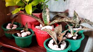 How to propagate Rare Sansevieria Coppertone Leaf Propagation 5mos result Mrs Quality time [upl. by Yentihw]