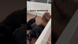 Dachshund puppies [upl. by Jotham]