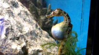 seahorse birth 1 [upl. by Kutchins229]