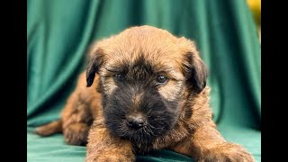 Soft Coated Wheaten Terrier Puppies for Sale [upl. by Yespmed854]