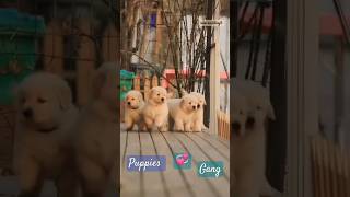 Cute gang doggy puppies nasiruddinjb [upl. by Einiar]