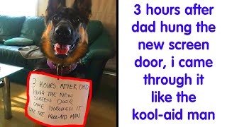 50 Funny Dogs That Got Shamed Publicly For Being Naughty PART 4 [upl. by Trubow]