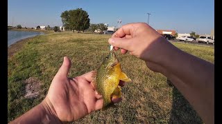 GREENGILL HYBRID BLUEGILL MICRO FISHING [upl. by Hynda]