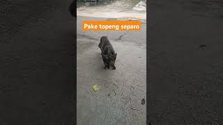 Pake topeng separo [upl. by Arinayed17]