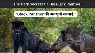 Black Panther Species  Black Panther Facts  Black Panther Animal  Wildlife Mysteries [upl. by Ainej955]