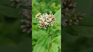 Sadziec konopiasty sadziec konopnica  Eupatorium cannabinum  hempagrimony holy rope [upl. by Home]