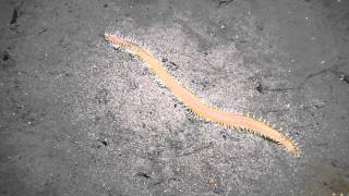 Huge polychaete worm [upl. by Delphinia]