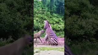 Zebra vs hyena closeup of wild animals animal fighting power competition [upl. by Greg]