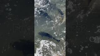 Thousands of fish swim against Water  Port Hope Fish Ladder Ontario in Canada [upl. by Xam]