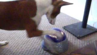 Basenji playing yes no game [upl. by Avraham]