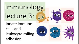 Immunology Lecture 3  Innate immune cells  Leukocyte rolling adhesion [upl. by Iolanthe]