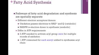 126Overview of Fatty Acid Synthesis amp Transport [upl. by Aiki738]