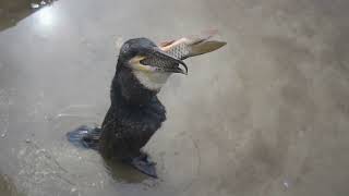 How does a cormorant swallow a big carp [upl. by Cirtap]