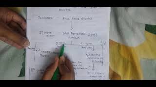 pain pathway made easy with mnemonic in just 5 mins [upl. by Einej152]