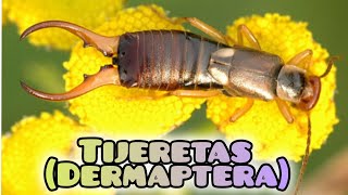 Curiosidades sobre las Tijeretas Un Insecto Desconocido y Sorprendente [upl. by Wendall]