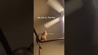 funny werecat funnyanimals funnypetschannel [upl. by Ritchie]