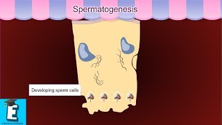 Spermatogenesis Learn for Children and Kids  EDUKID Learning [upl. by Marabel733]