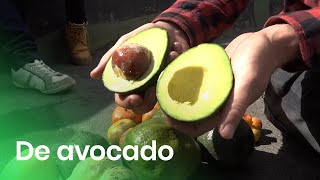 Hoe groeit een avocado [upl. by Goldy]