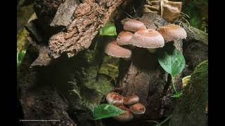 Shiitake Mushroom Growing Timelaspe  椎茸 44 [upl. by Enaz947]