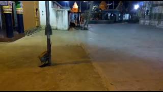 OMG  SUNABEDA BEAR  SUNABEDA BHALU  IN JAGANNATH TEMPLE [upl. by Alveta]