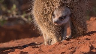 Meerkats Of The Kalahari [upl. by Gaultiero]