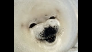 Bouncing Seals 3 MEME COMPILATION [upl. by Annij]