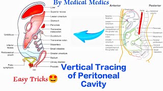 Vertical Tracing of Peritoneal Cavity  Sagital Tracing  Lesser Sac  Medical Medics [upl. by Had]