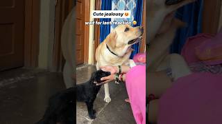 Jealousy 😍  labra rubi  youtubeshorts shorts labrador doglover cute trending viralshorts [upl. by Solegnave]