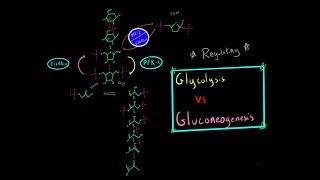 Glycolysis vs Gluconeogensis Regulation Enzymes PFK1  PFK2 F16 BPase Biochemistry MCAT [upl. by Anirtek]