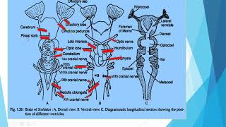 Nervous system of Scoliodon  By Dr G Suhasini [upl. by Sutphin]